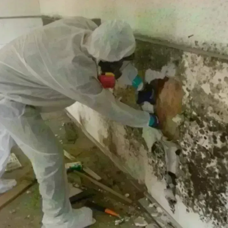 Mold Remediation and Removal in Commercial Point, OH